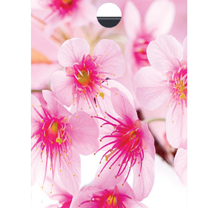 Захисна плівка StatusSKIN для Asus ZenFone Max Pro M1 ZB601KL/ZB633KL