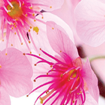 Защитная пленка StatusSKIN для Xiaomi Redmi Note 11 4G 2021 (USA)